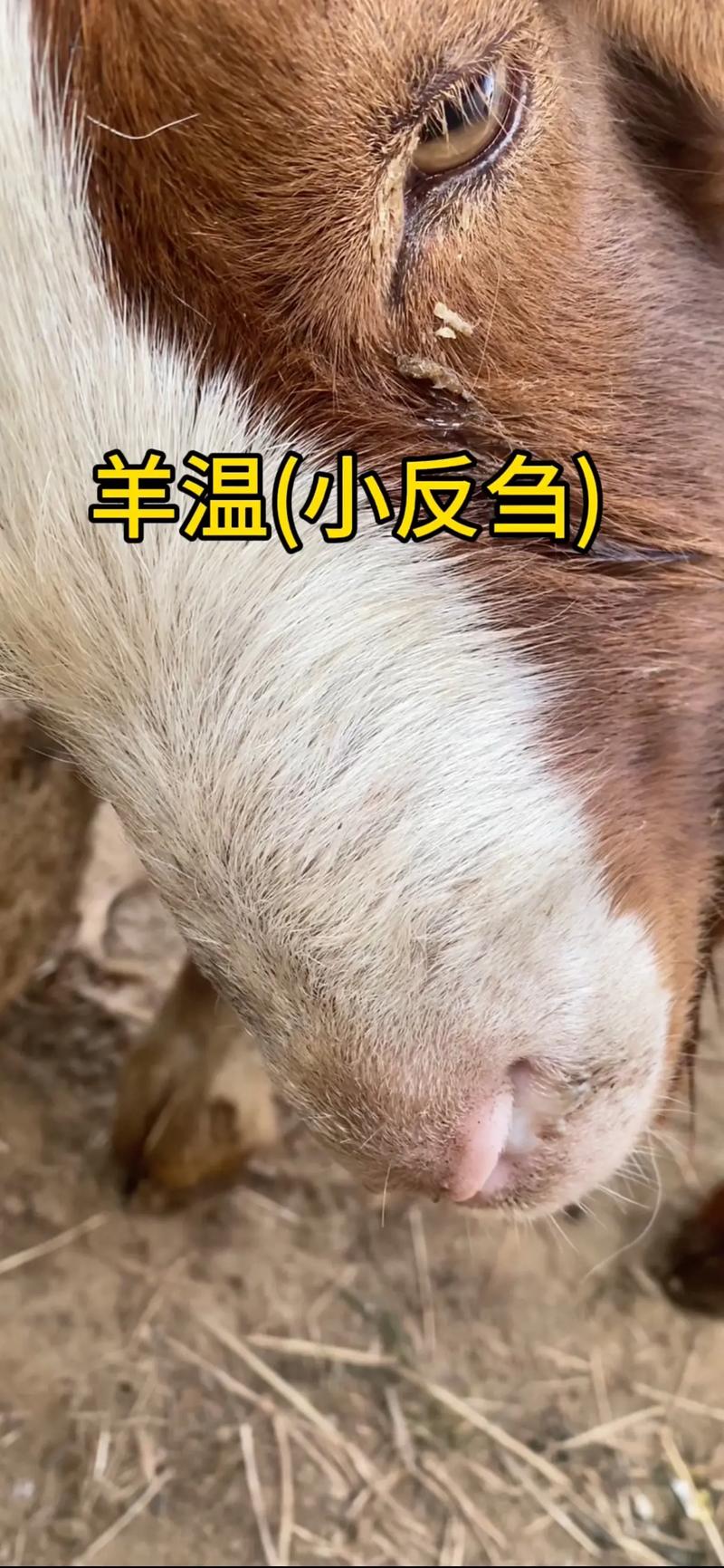 保山养殖场：转型与创新之路