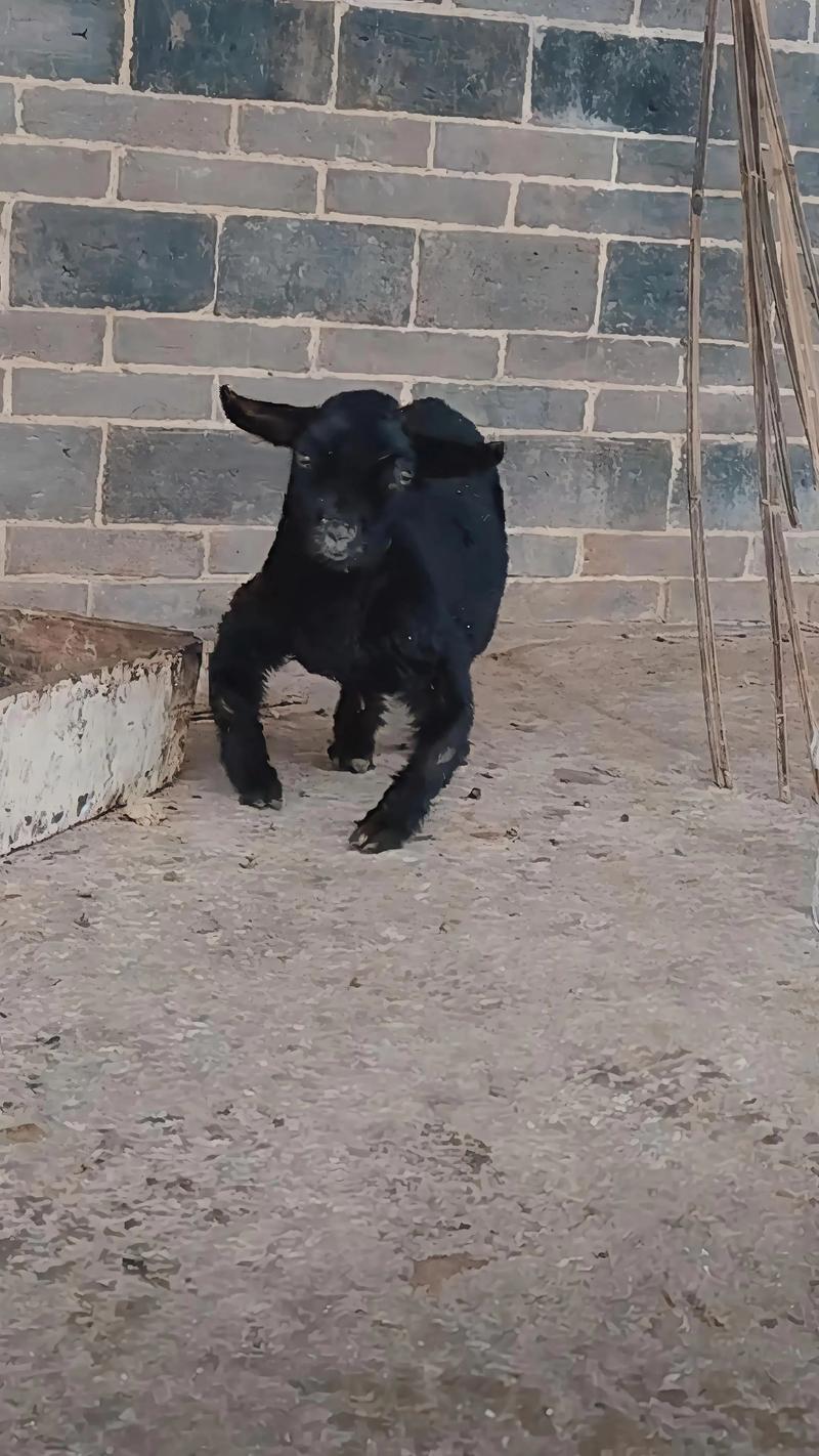猪牛羊养殖
